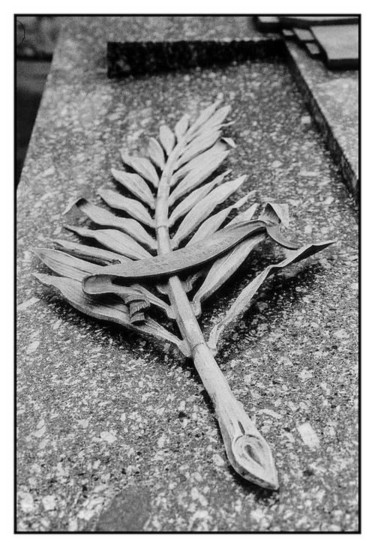 Photographie intitulée "La palme" par Jean-Louis Alessandri, Œuvre d'art originale