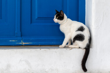Fotografia intitulada "Gatto su porta blu" por Alessio Levorato, Obras de arte originais, Fotografia digital