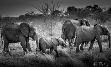 Photographie intitulée "Elephant family" par Babz, Œuvre d'art originale