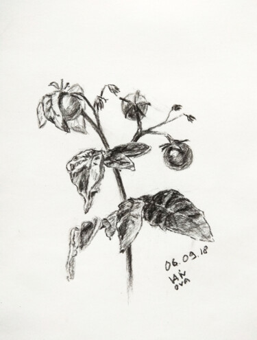 Disegno intitolato "mini tomato" da Alex Vainova, Opera d'arte originale, Carbone