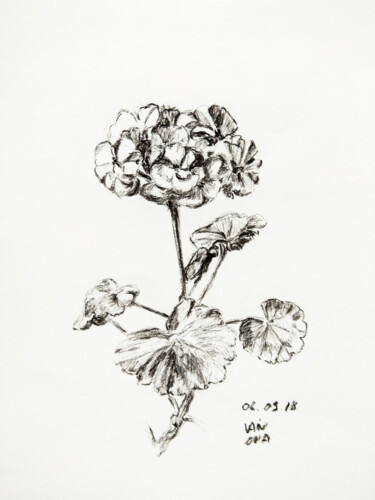 Drawing titled "Geranium" by Alex Vainova, Original Artwork, Charcoal