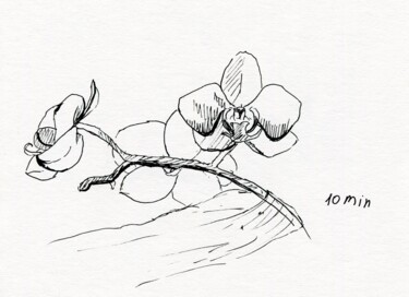 Dessin intitulée "orchid sketch 10 min" par Alex Vainova, Œuvre d'art originale, Encre