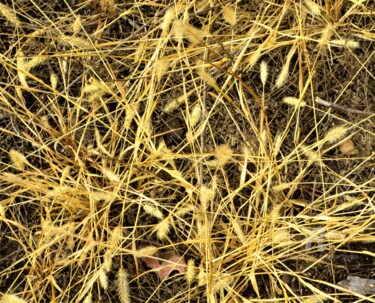 Φωτογραφία με τίτλο "Золотая графика" από Alexander Breskin, Αυθεντικά έργα τέχνης, Ψηφιακή φωτογραφία