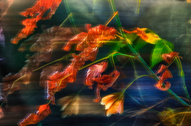Фотография под названием "Autumn wind" - Alexander Mats, Подлинное произведение искусства, Цифровая фотография