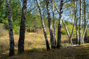 Fotografía titulada "Autumn forest" por Alexander Mats, Obra de arte original, Fotografía digital