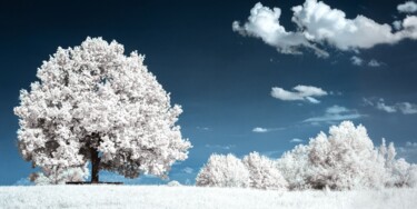 Fotografia intitulada "Tree" por Alexander Leng, Obras de arte originais