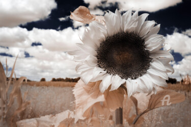 Fotografie mit dem Titel "Sunflower" von Alexander Leng, Original-Kunstwerk