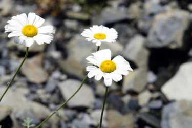 Фотография под названием "Mountain daisies" - Alexandr Zhurakovskiy, Подлинное произведение искусства, Цифровая фотография