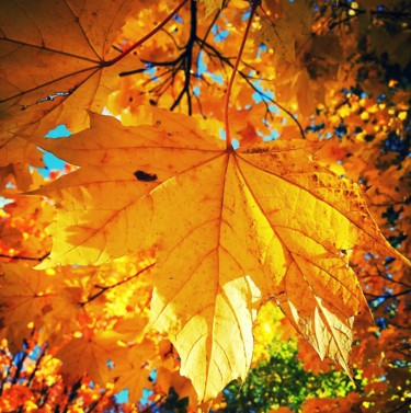 Фотография под названием "The colors of autumn" - Alexandr Zhurakovskiy, Подлинное произведение искусства, Цифровая фотограф…