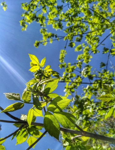 Photography titled "Spring emerald leav…" by Alexandr Zhurakovskiy, Original Artwork, Digital Photography