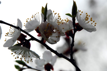 Photography titled "Peach flowers" by Alexandr Zhurakovskiy, Original Artwork, Digital Photography