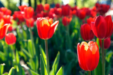 Фотография под названием "Tulips. Sun." - Alexandr Zhurakovskiy, Подлинное произведение искусства, Цифровая фотография