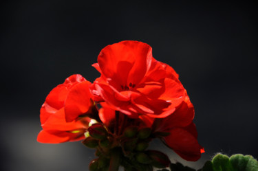 Фотография под названием "Rose and shadow" - Alexandr Zhurakovskiy, Подлинное произведение искусства, Цифровая фотография
