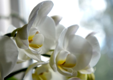Фотография под названием "White orchids" - Alexandr Zhurakovskiy, Подлинное произведение искусства, Цифровая фотография