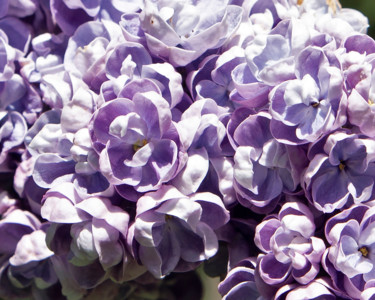 Фотография под названием "Lilac" - Alexandr Zhurakovskiy, Подлинное произведение искусства, Цифровая фотография