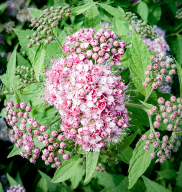 Фотография под названием "Pink flowers" - Alexandr Zhurakovskiy, Подлинное произведение искусства, Цифровая фотография