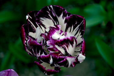 Фотография под названием "Tulip. Cloudli." - Alexandr Zhurakovskiy, Подлинное произведение искусства, Цифровая фотография