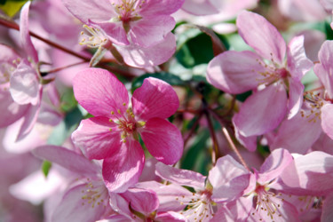 Фотография под названием "Sakura" - Alexandr Zhurakovskiy, Подлинное произведение искусства, Цифровая фотография