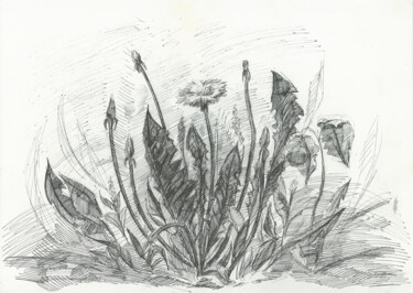 Dessin intitulée "Dandelions, sketch" par Alexandra Da, Œuvre d'art originale, Stylo à bille