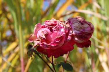 Fotografie mit dem Titel "Rosen im Spätsommer" von Alexandra Joseph, Original-Kunstwerk, Digitale Fotografie
