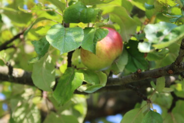 Fotografia intitulada "der Apfelbaum" por Alexandra Joseph, Obras de arte originais, Fotografia digital