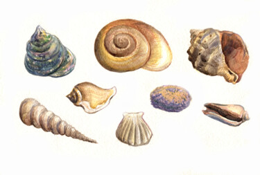 Malerei mit dem Titel "Sea shells. ORIGINA…" von Alexandra Zatelepina, Original-Kunstwerk, Aquarell