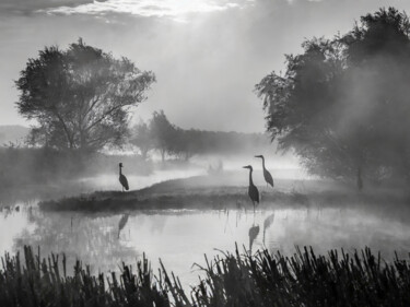 Photographie intitulée "Marais aux hérons" par Alexandre Gressier (Heyjee), Œuvre d'art originale, Photographie numérique