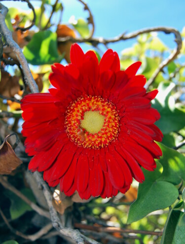 "Portrait de fleur 9" başlıklı Fotoğraf Alexandre Pons tarafından, Orijinal sanat, Dijital Fotoğrafçılık