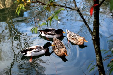 Photography titled "CANARDS" by Alexandre Pons, Original Artwork