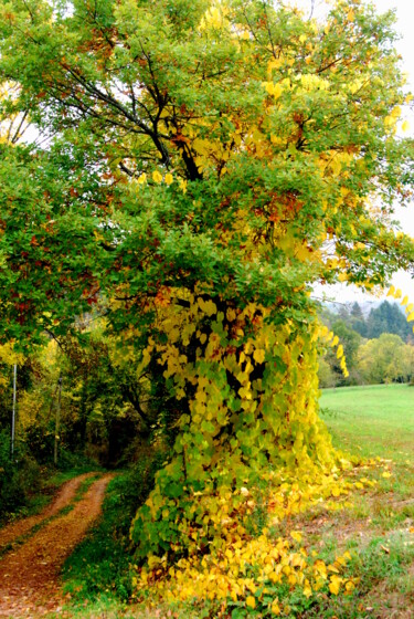 Photographie intitulée "UN CHEMIN EN AUTOMNE" par Alexandre Pons, Œuvre d'art originale