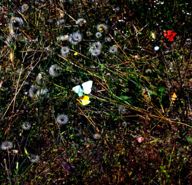 Photography titled "PAPILLONS" by Alexandre Pons, Original Artwork
