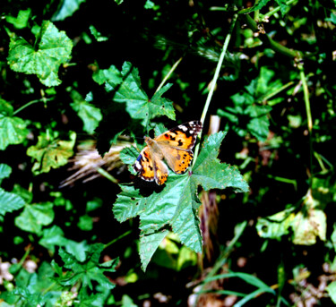 Photographie intitulée "LE REPOS DU PAPILLON" par Alexandre Pons, Œuvre d'art originale, Photographie numérique