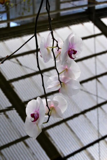 Photographie intitulée "Portrait de Fleurs" par Alexandre Pons, Œuvre d'art originale