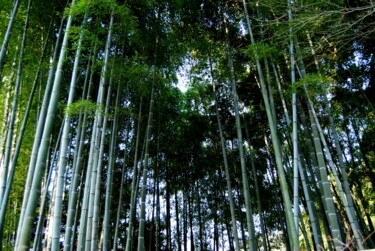 Photographie intitulée "Forêt de bambous" par Alexandre Pons, Œuvre d'art originale, Photographie numérique