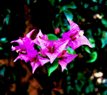 Photographie intitulée "Portrait de Fleurs 2" par Alexandre Pons, Œuvre d'art originale, Photographie numérique