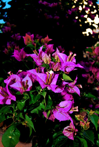 Photographie intitulée "PORTRAIT DE FLEURS 3" par Alexandre Pons, Œuvre d'art originale, Photographie numérique