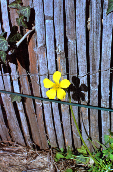 Photographie intitulée "FLEUR JAUNE SOLITAI…" par Alexandre Pons, Œuvre d'art originale, Photographie numérique