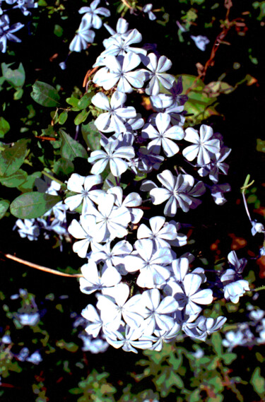 Photographie intitulée "FLEURS BLANCHES" par Alexandre Pons, Œuvre d'art originale, Photographie numérique