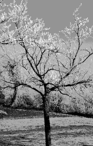 Photographie intitulée "Arbre givré 2" par Alexandre Pons, Œuvre d'art originale, Photographie numérique