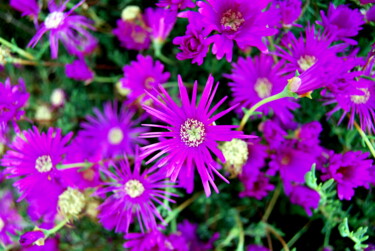 Photographie intitulée "Portrait de fleurs 5" par Alexandre Pons, Œuvre d'art originale, Photographie numérique