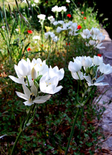 Photographie intitulée "Portrait de fleurs 6" par Alexandre Pons, Œuvre d'art originale, Photographie numérique