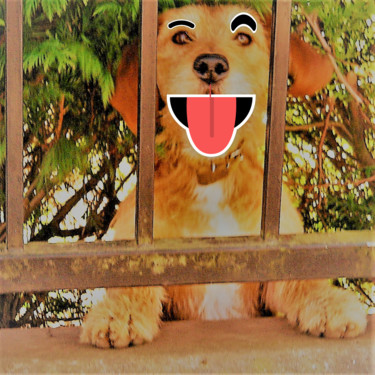 Fotografie getiteld "Chien coquin" door Alexandre Nolet, Origineel Kunstwerk, Digitale fotografie