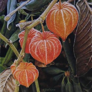 Peinture intitulée "Physalis" par Alexis Boileau, Œuvre d'art originale, Pastel