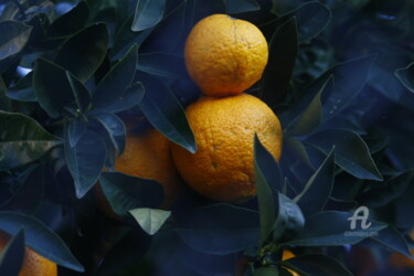 Φωτογραφία με τίτλο "orange tree" από Alexis Maniatis, Αυθεντικά έργα τέχνης, Ψηφιακή φωτογραφία
