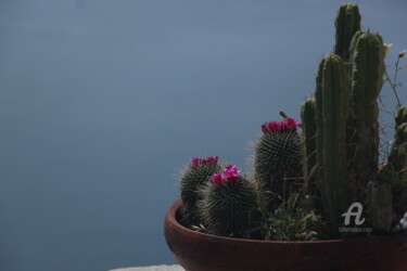 Φωτογραφία με τίτλο "cactus" από Alexis Maniatis, Αυθεντικά έργα τέχνης, Ψηφιακή φωτογραφία