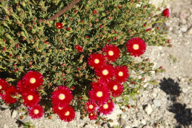 Φωτογραφία με τίτλο "red flowers" από Alexis Maniatis, Αυθεντικά έργα τέχνης, Ψηφιακή φωτογραφία
