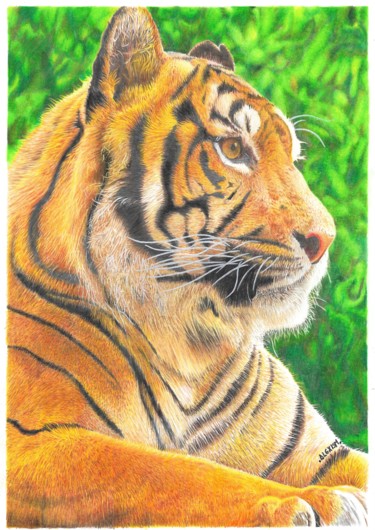 Dibujo titulada "Tigre de Bengala" por Alexis Arte, Obra de arte original, Lápiz