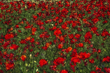 Digital Arts titled "Blooming Poppies Fi…" by Alex Mir, Original Artwork, Digital Painting