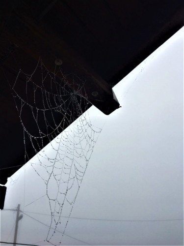 "Spider web" başlıklı Fotoğraf Aleyna Çakır tarafından, Orijinal sanat, Fotoşopsuz fotoğraf