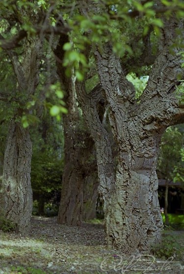 Cork forest 40x60 cm ©2010 by Vyacheslav Gornostayev